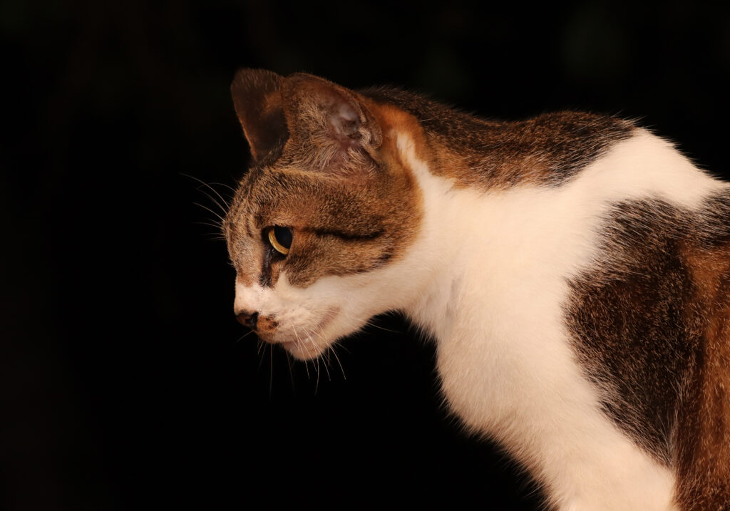 Domestic Cat (Felis catus)