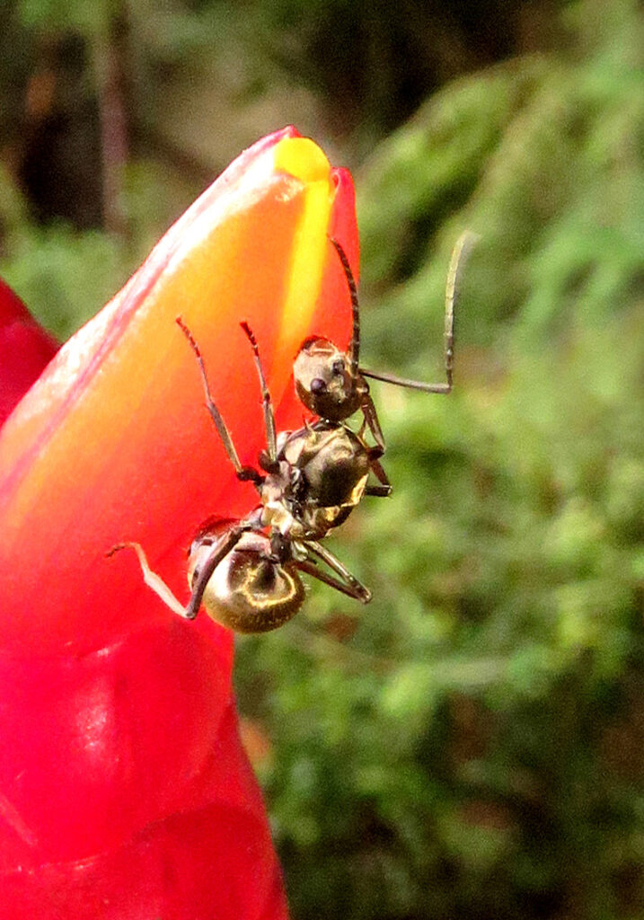 Semut Formicine (Subfamili Formicinae)