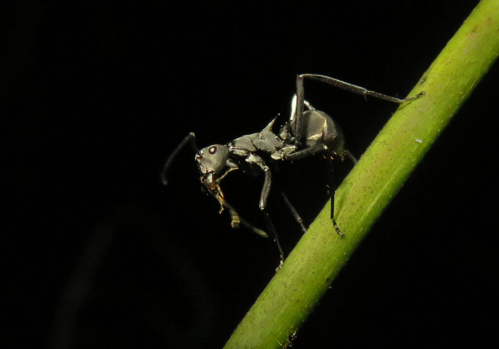 Semut Formicine (Subfamili Formicinae)