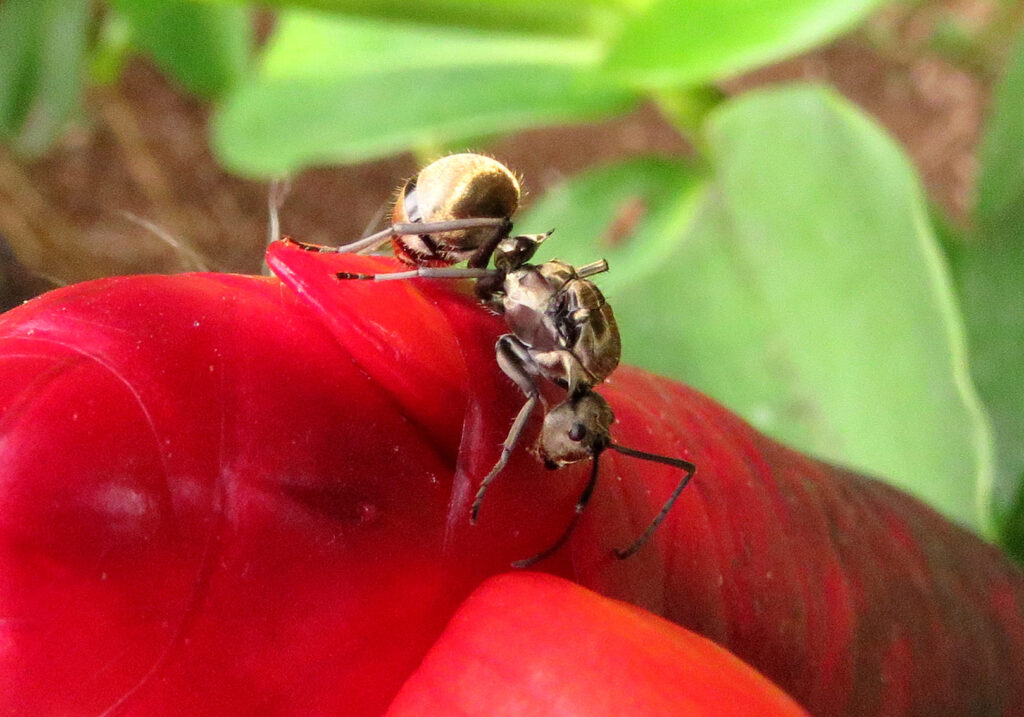 Semut Formicine (Subfamili Formicinae)