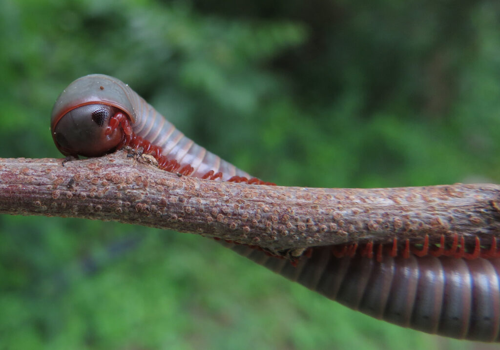 Kaki Seribu Punggung Bulat (Superordo Juliformia)