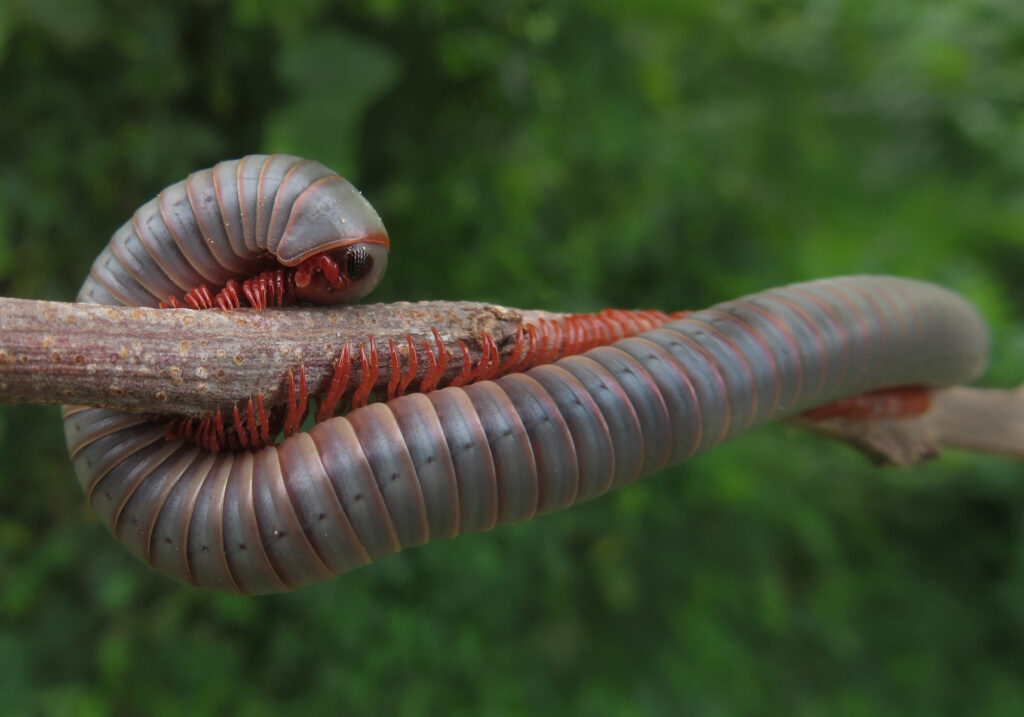 Kaki Seribu Punggung Bulat (Superordo Juliformia)