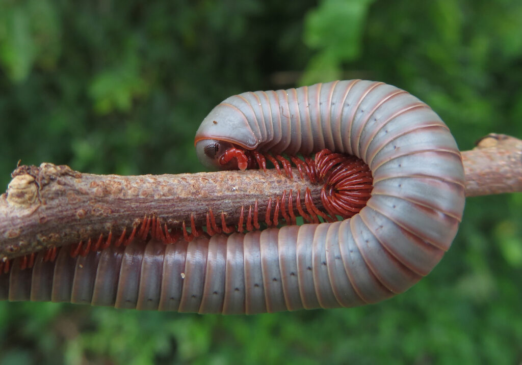 Kaki Seribu Punggung Bulat (Superordo Juliformia)