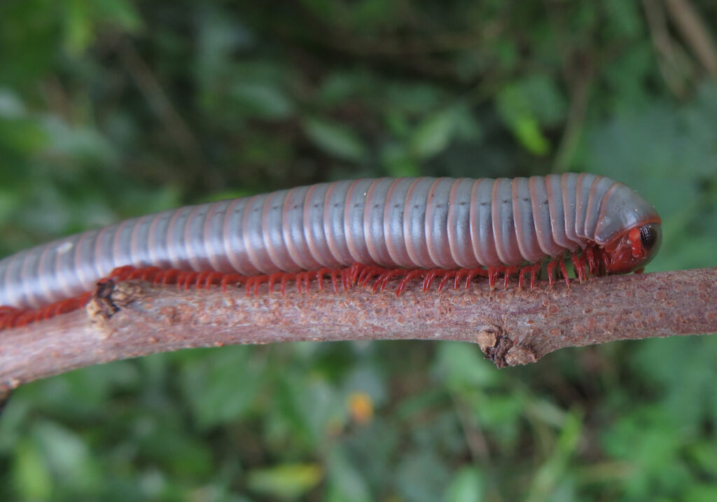 Kaki Seribu Punggung Bulat (Superordo Juliformia)