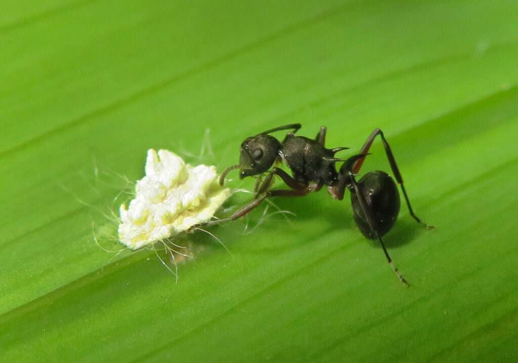 Semut Formicine (Subfamili Formicinae)