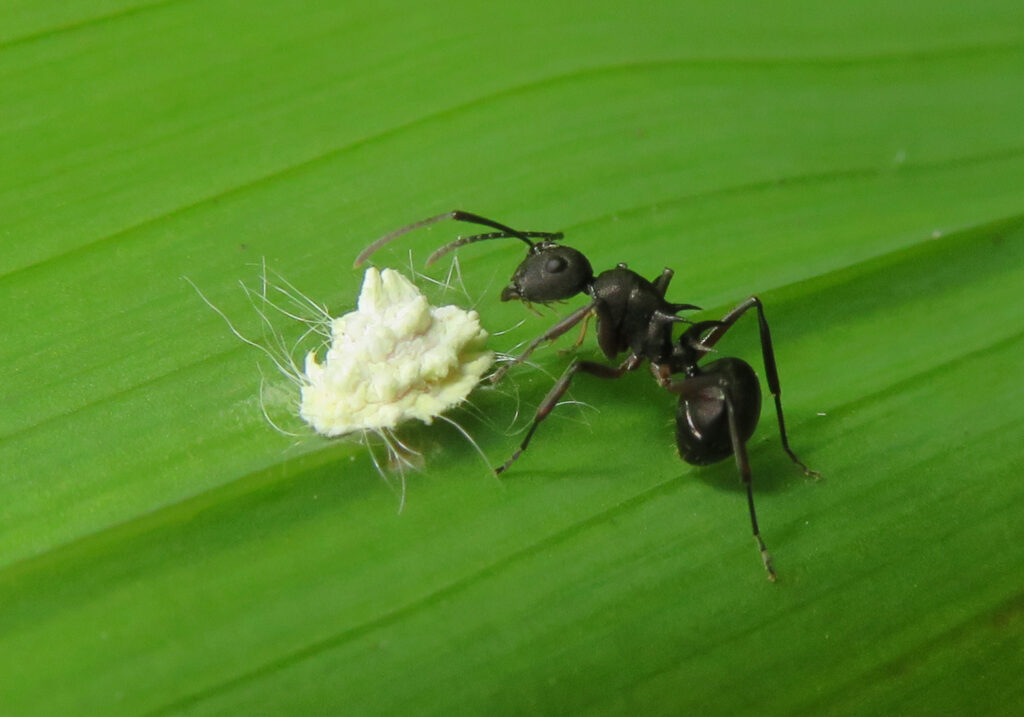 Semut Formicine (Subfamili Formicinae)