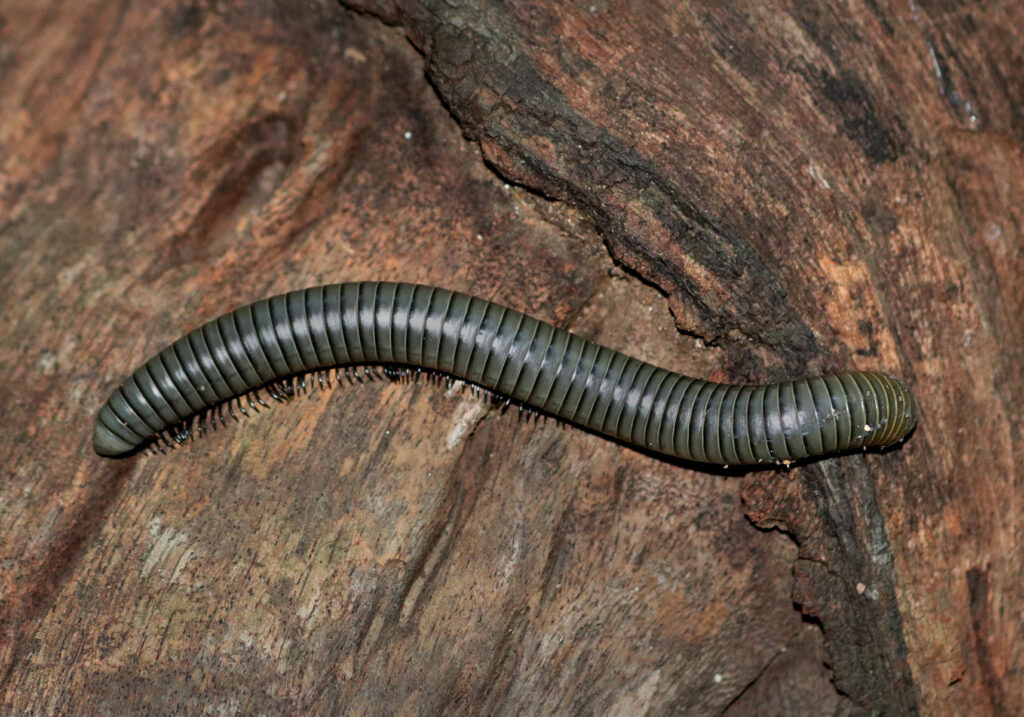 Kaki Seribu Punggung Bulat (Superordo Juliformia)