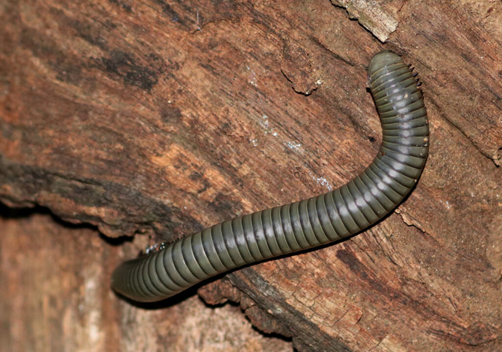 Kaki Seribu Punggung Bulat (Superordo Juliformia)