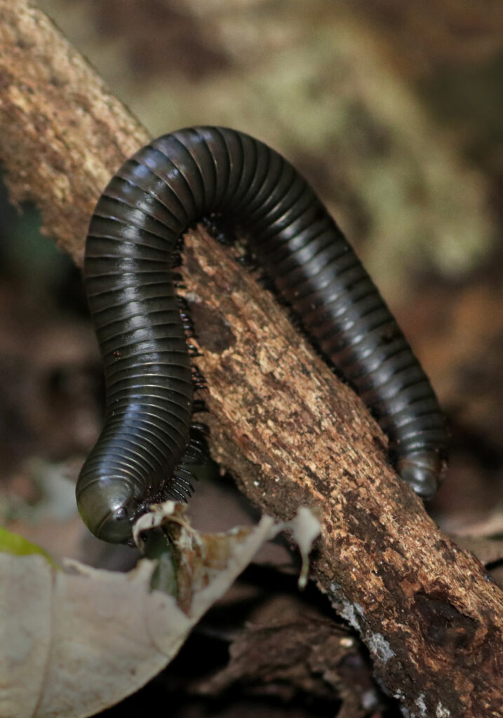 Kaki Seribu Punggung Bulat (Superordo Juliformia)