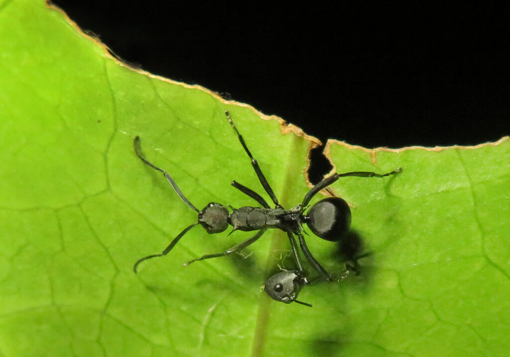 Semut Formicine (Subfamili Formicinae)