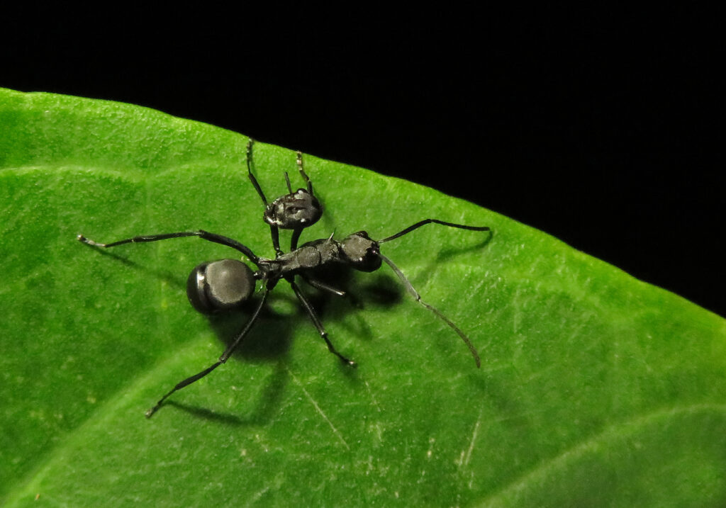 Semut Formicine (Subfamili Formicinae)