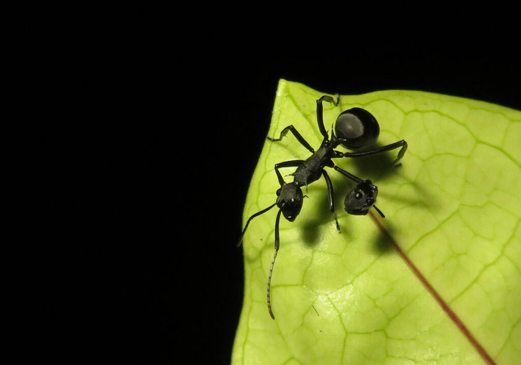 Semut Formicine (Subfamili Formicinae)