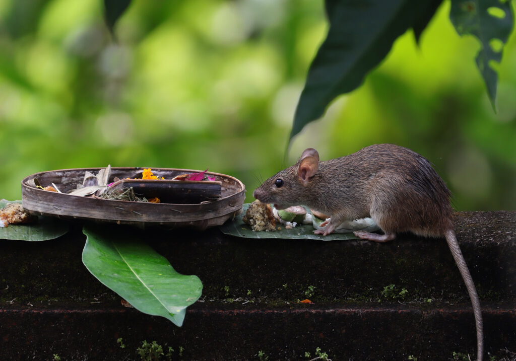Tikus Dunia Lama (Genus Rattus)