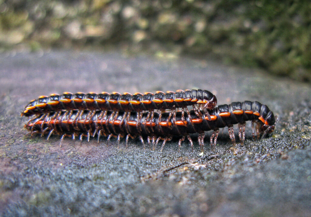 Paradoxical Keeled Millipedes