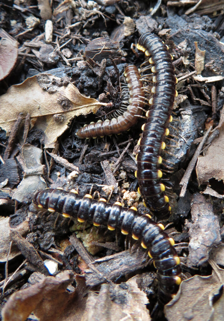 Paradoxical Keeled Millipedes