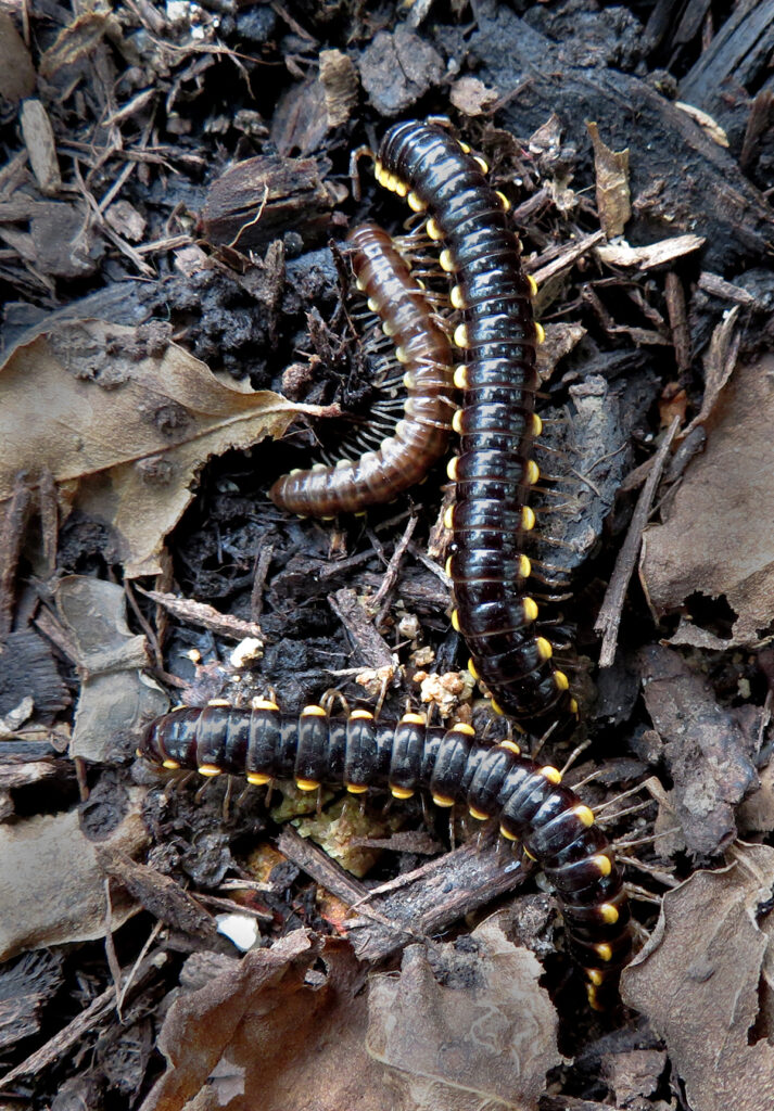 Paradoxical Keeled Millipedes