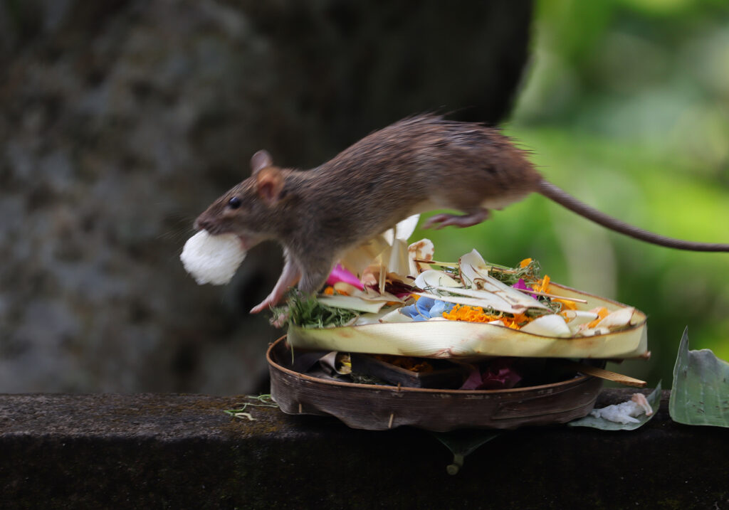 Tikus Dunia Lama (Genus Rattus)