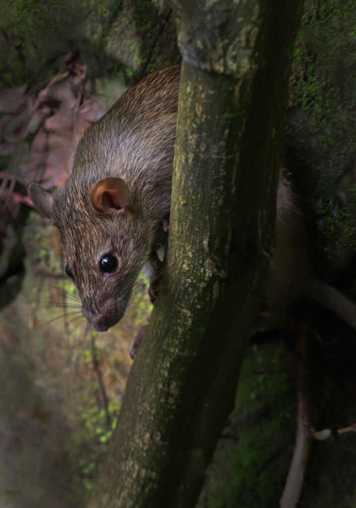 Tikus Dunia Lama (Genus Rattus)