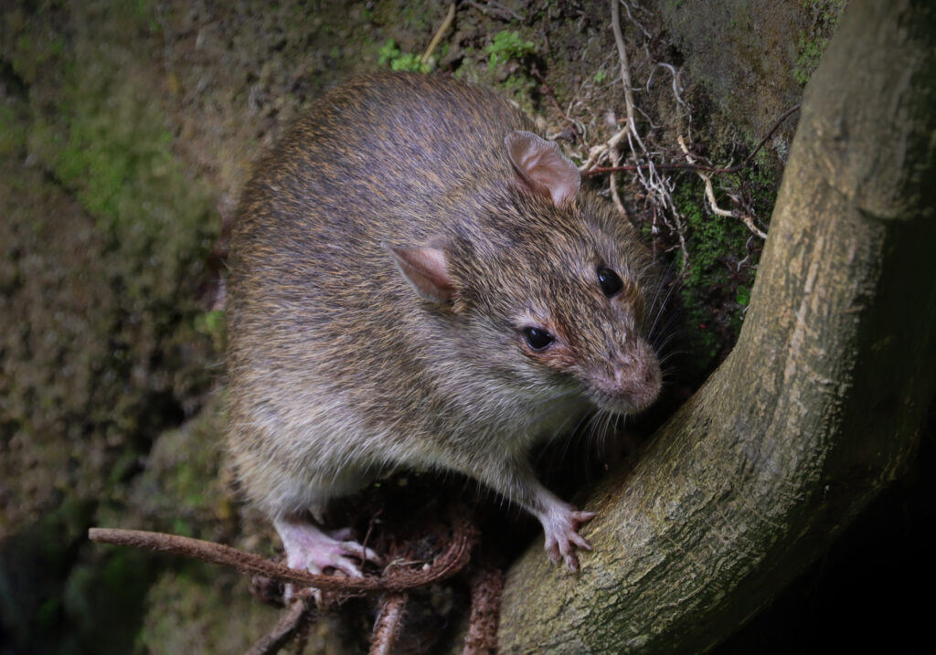 Tikus Dunia Lama (Genus Rattus)