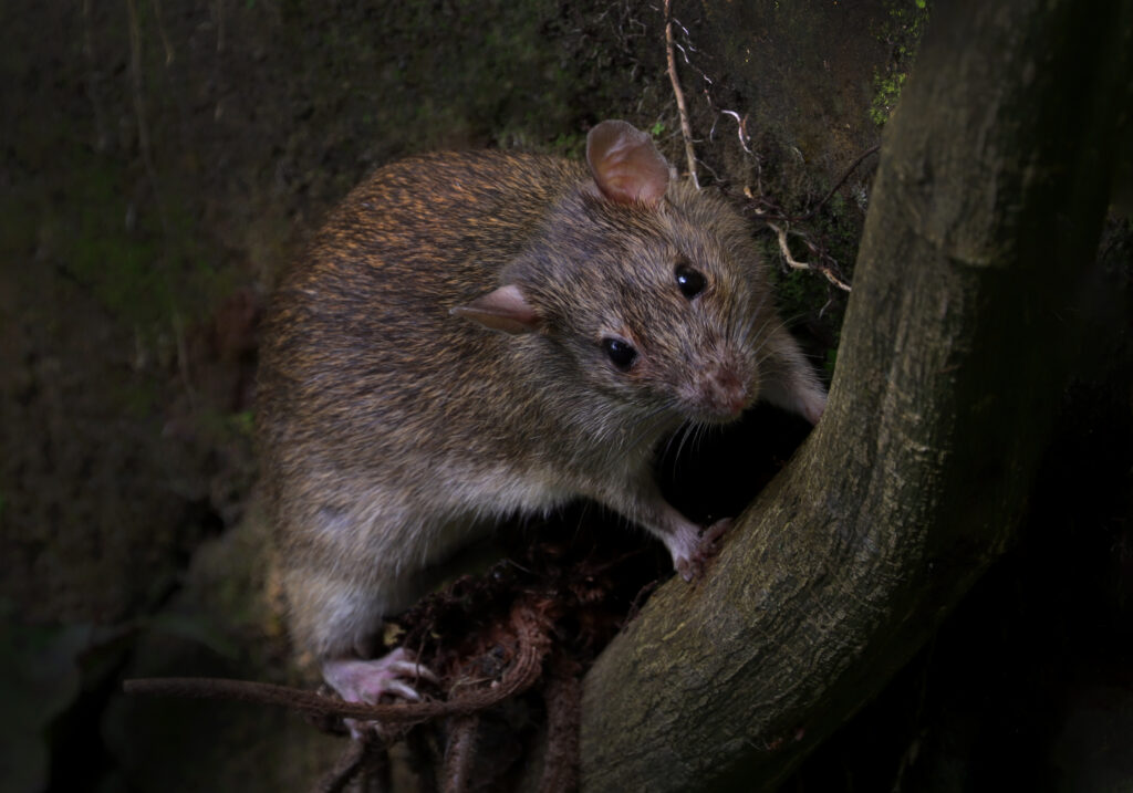 Tikus Dunia Lama (Genus Rattus)