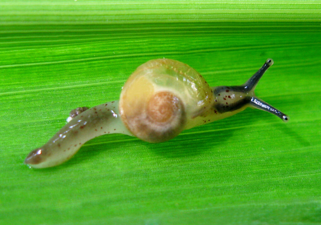 Infraorder Limacoidei