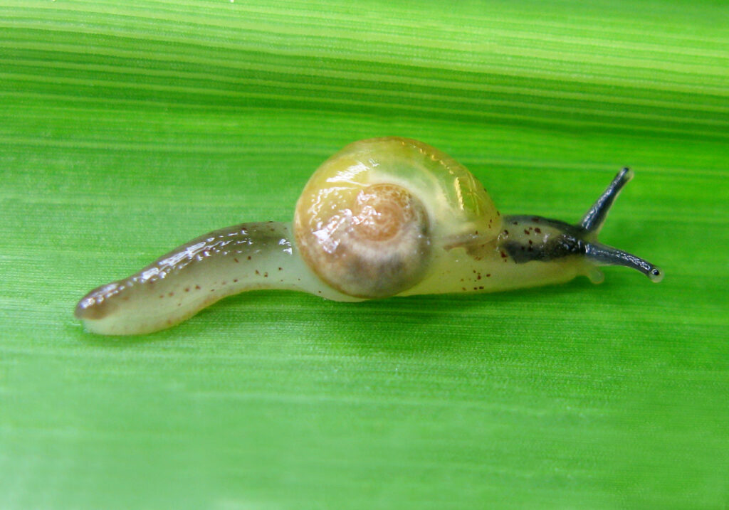 Infraorder Limacoidei