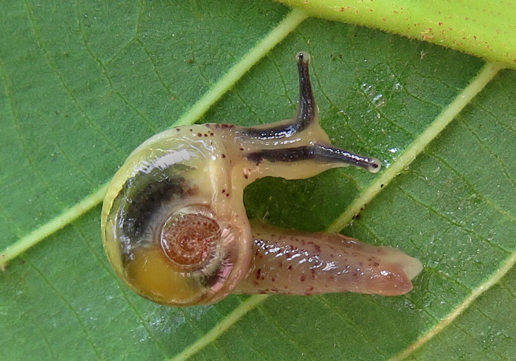 Infraorder Limacoidei