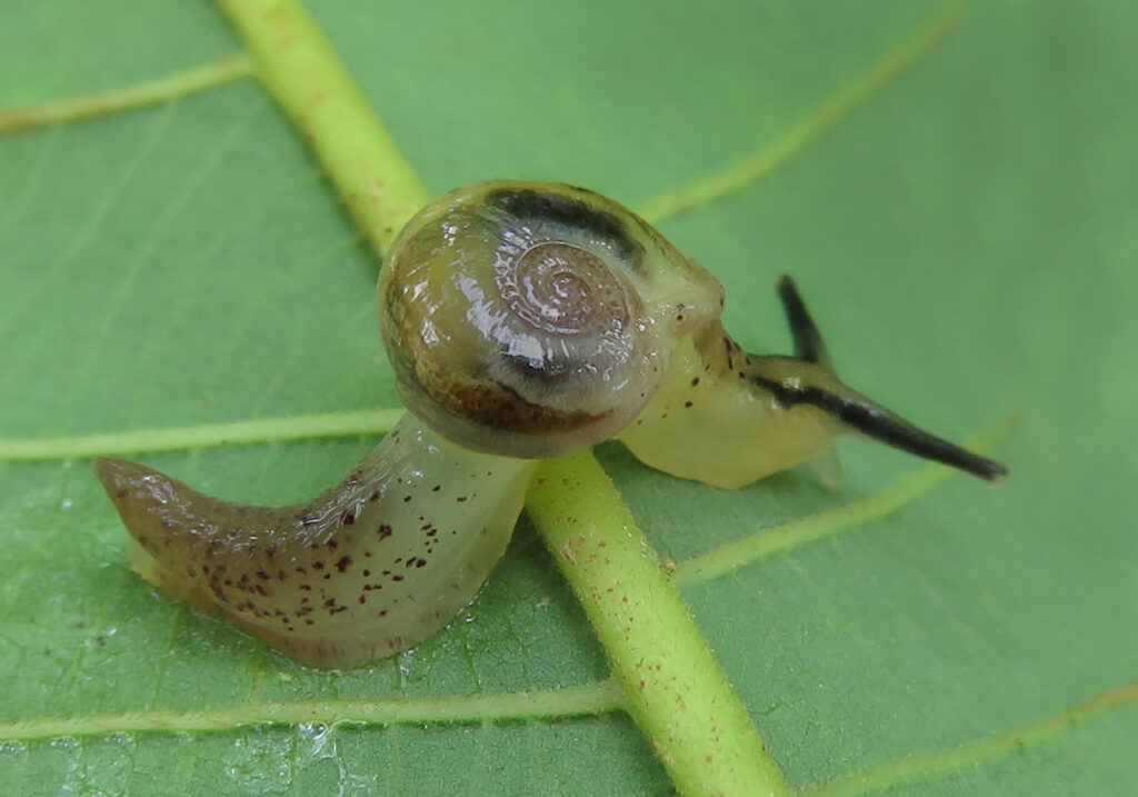 Infraorder Limacoidei