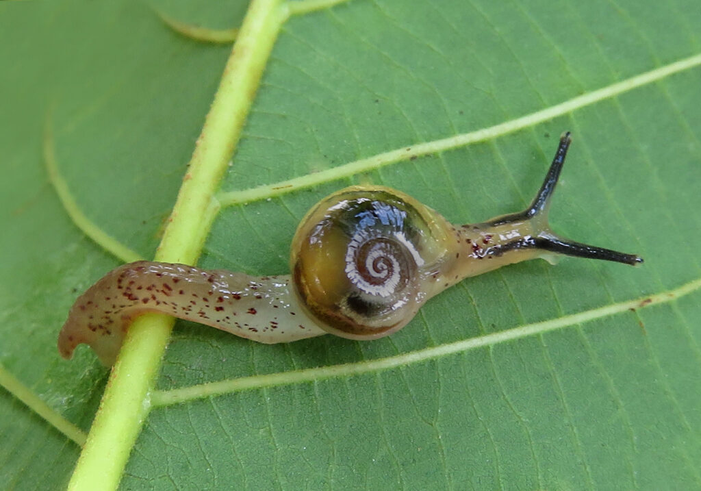 Infraorder Limacoidei