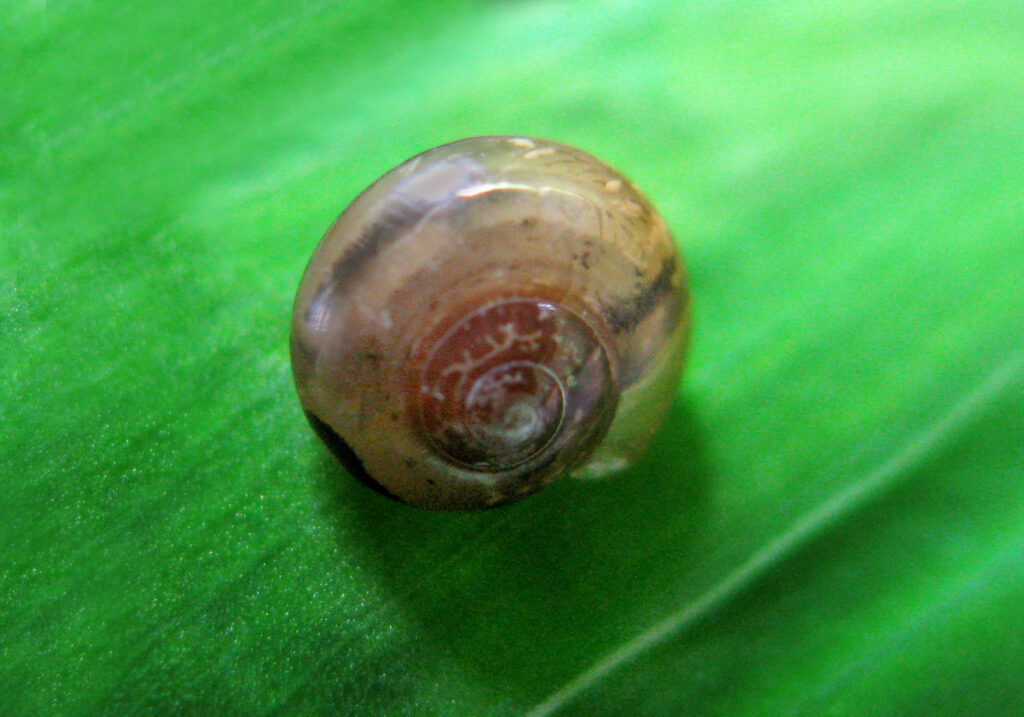 Infraorder Limacoidei