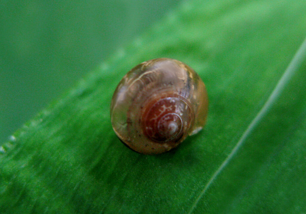 Infraorder Limacoidei