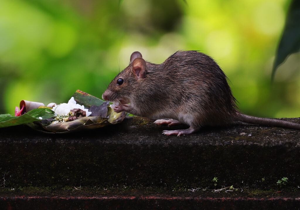 Tikus Dunia Lama (Genus Rattus)