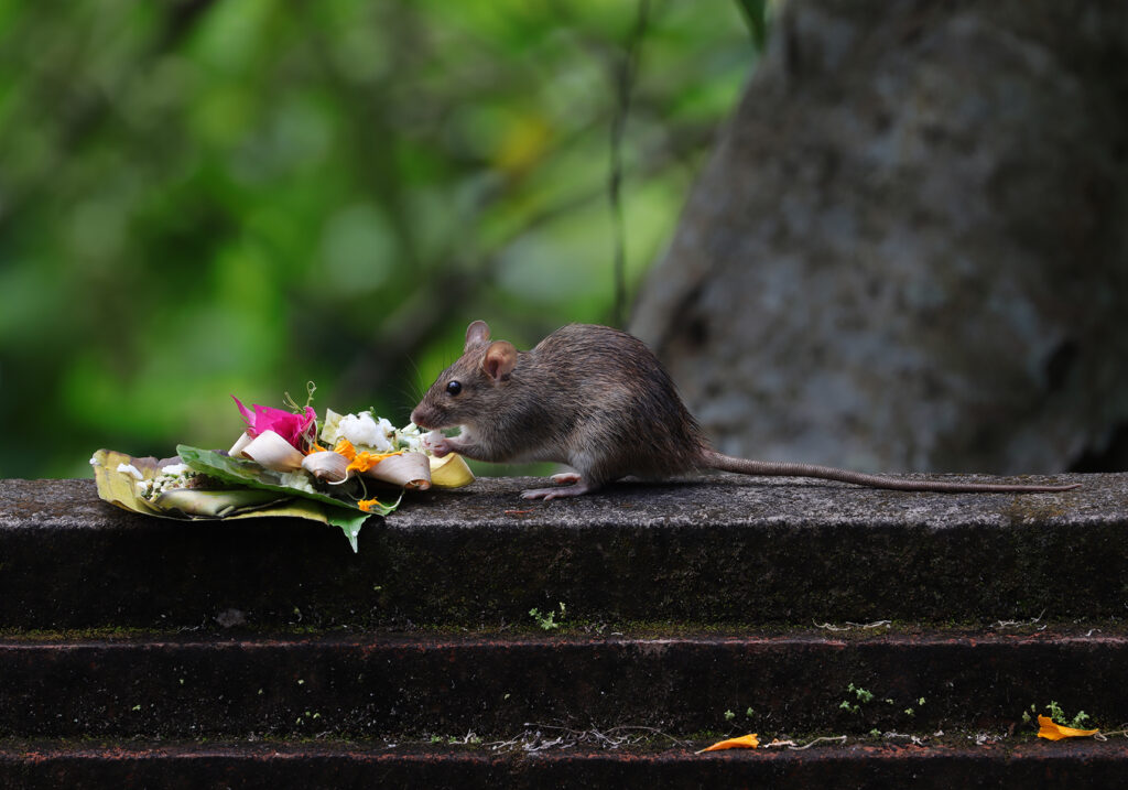 Tikus Dunia Lama (Genus Rattus)