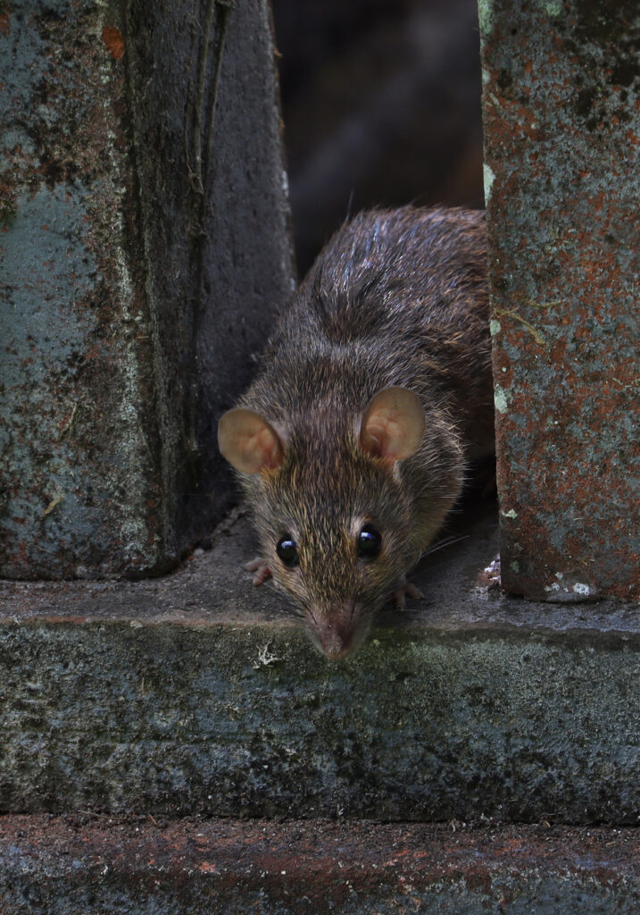 Tikus Dunia Lama (Genus Rattus)