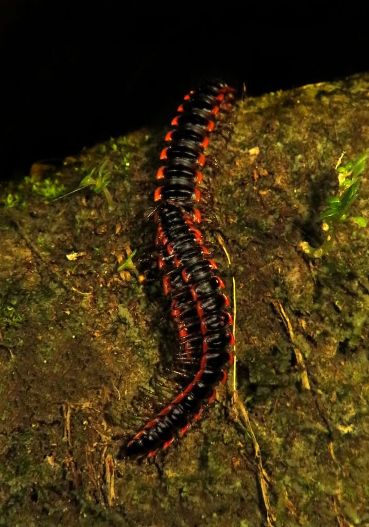 Paradoxical Keeled Millipedes