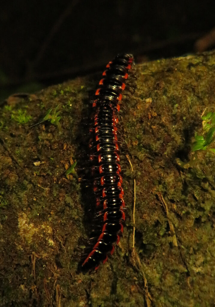 Paradoxical Keeled Millipedes