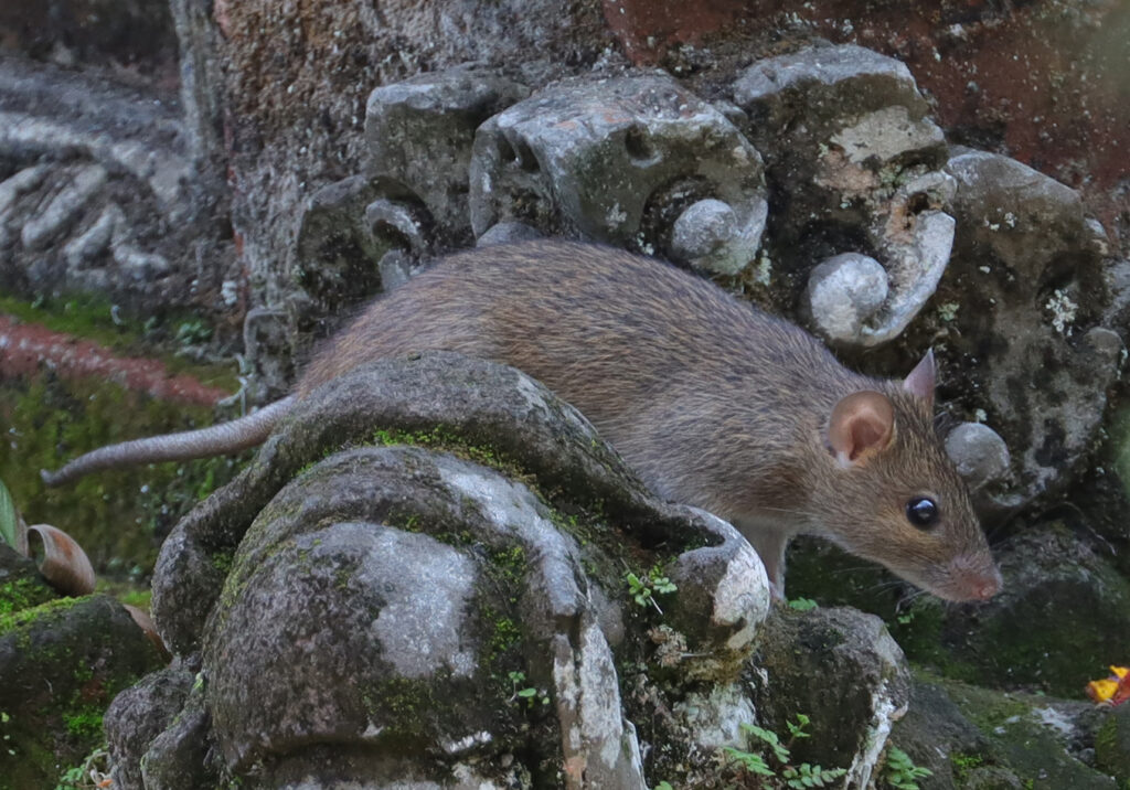 Tikus Dunia Lama (Genus Rattus)