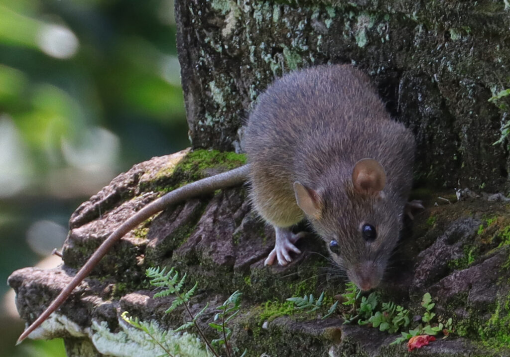 Tikus Dunia Lama (Genus Rattus)