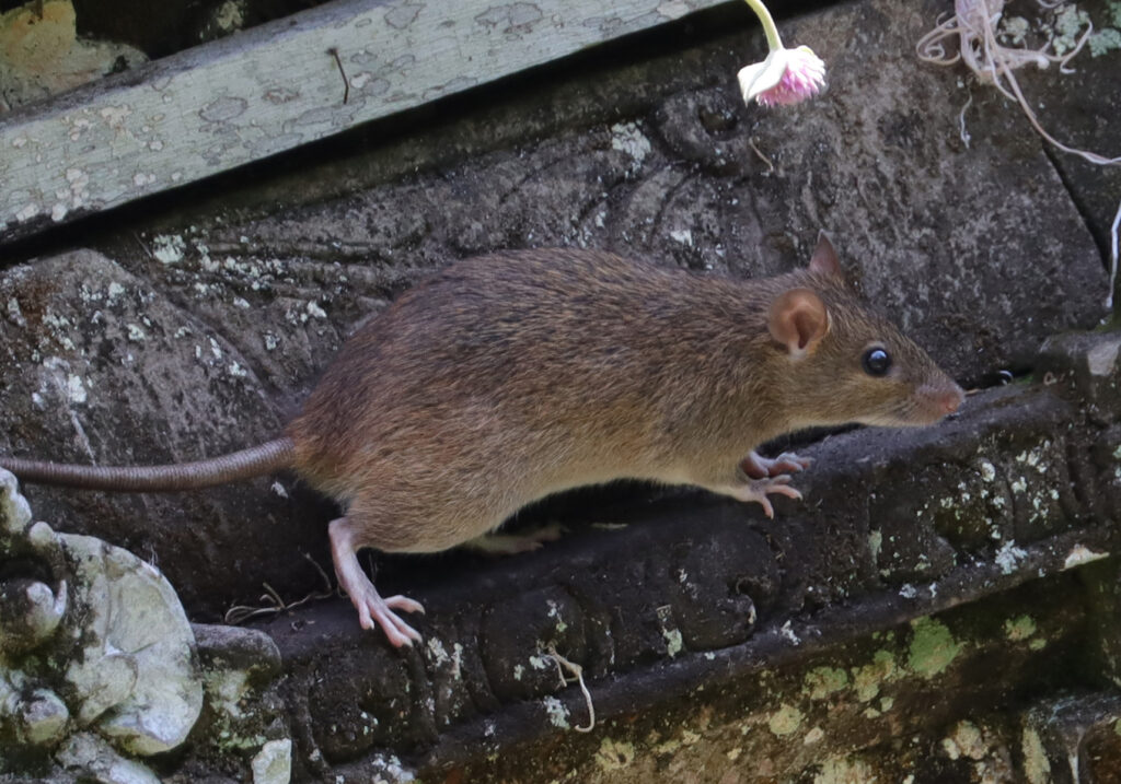 Tikus Dunia Lama (Genus Rattus)