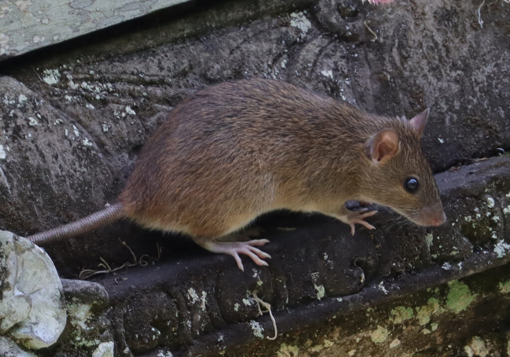 Tikus Dunia Lama (Genus Rattus)