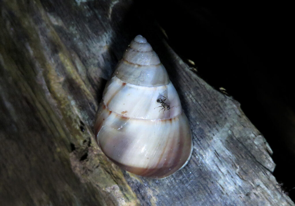 Genus Amphidromus