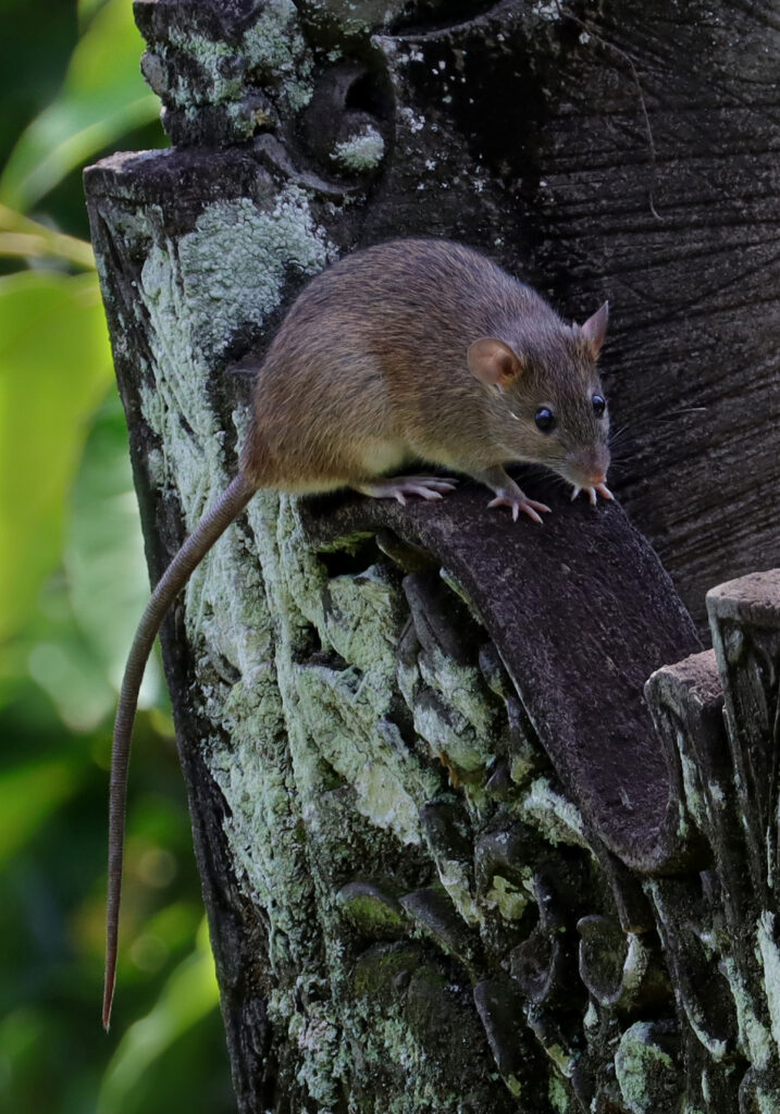 Tikus Dunia Lama (Genus Rattus)