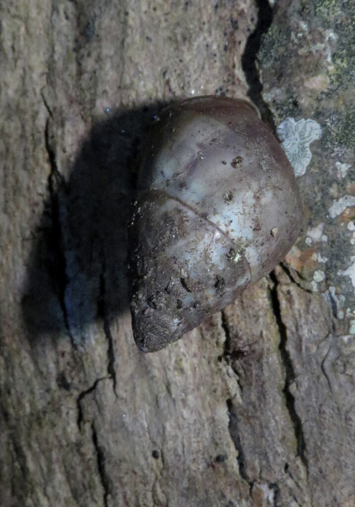 Genus Amphidromus