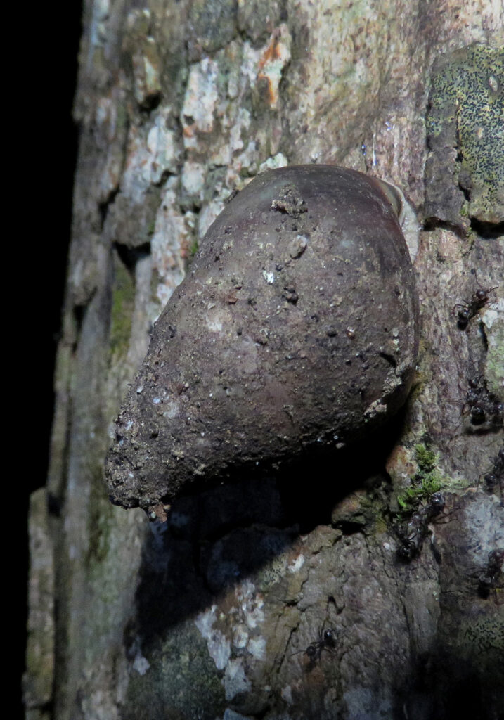 Genus Amphidromus