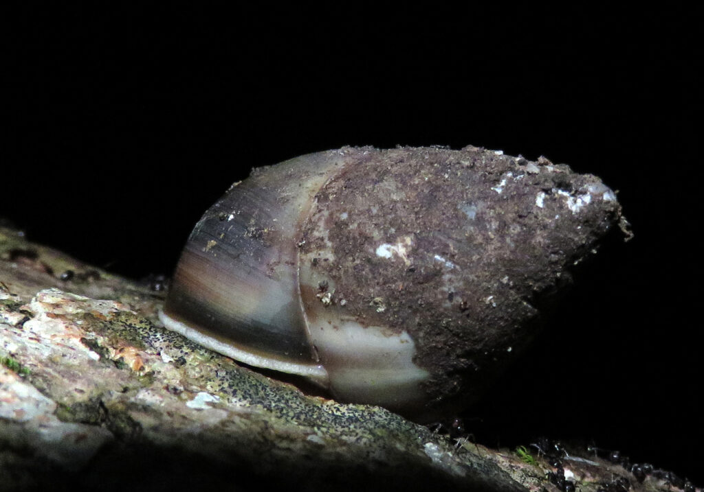 Genus Amphidromus