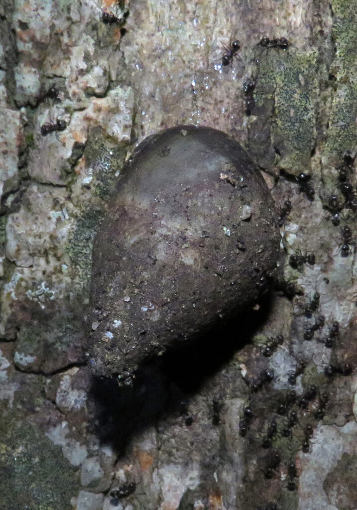 Genus Amphidromus
