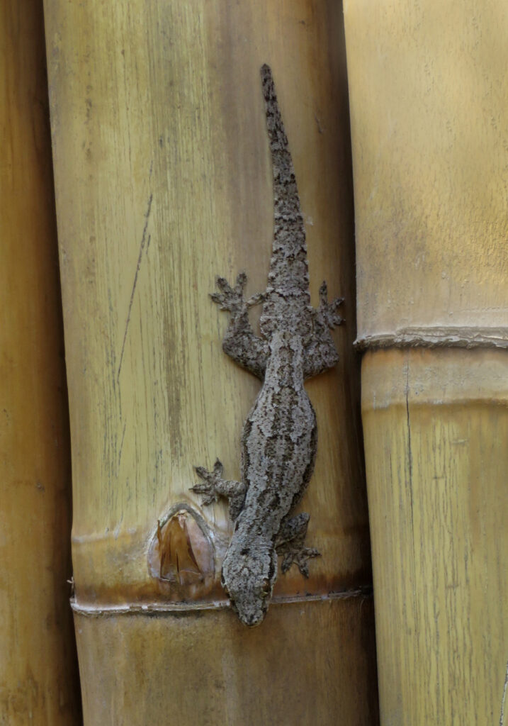 Flat-tailed House Gecko