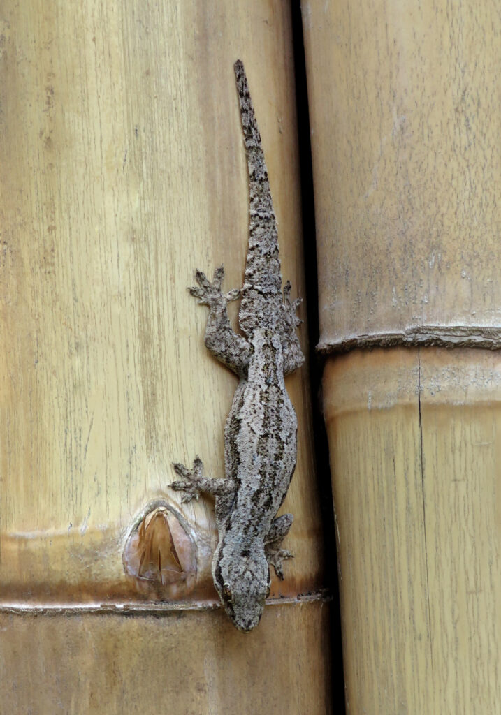 Flat-tailed House Gecko
