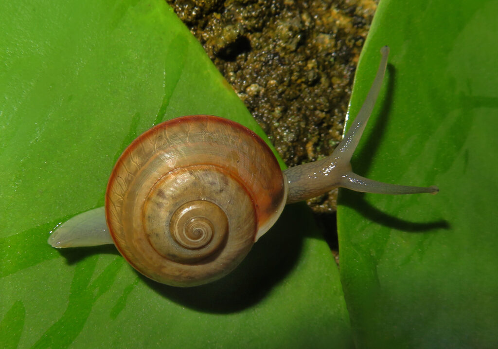 Common Land Snails and Slugs (Order Stylommatophora)