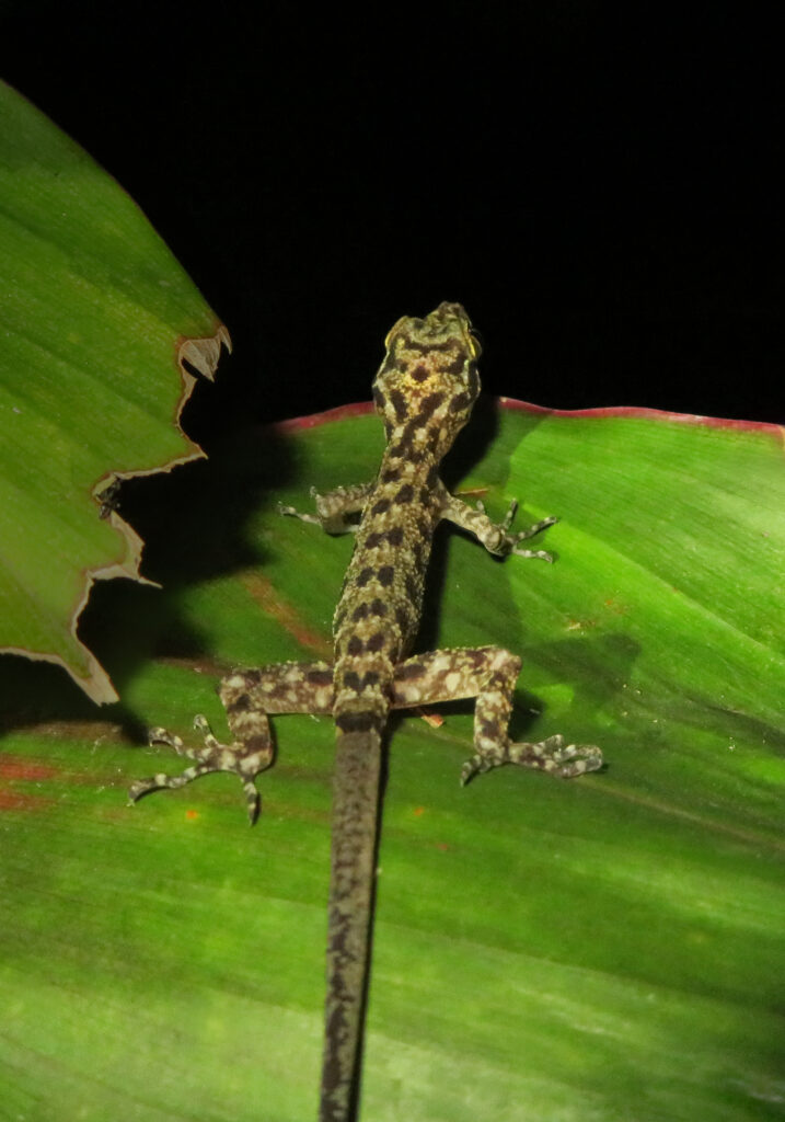 Cicak Jari Bengkok (Genus Cyrtodactylus)